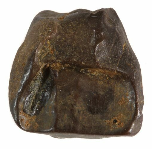 Triceratops Shed Tooth - Montana #41263
